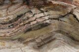Strelley Pool Stromatolite Section - Billion Years Old #221574-1